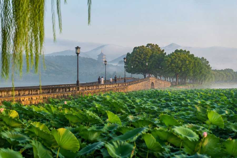 Broken Bridge (Duan Qiao) & Bai Causeway Lotus Panorama